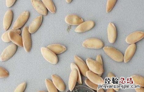 甜瓜的育苗技术 甜瓜的育苗技术有哪些