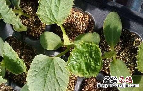 甜瓜的育苗技术 甜瓜的育苗技术有哪些