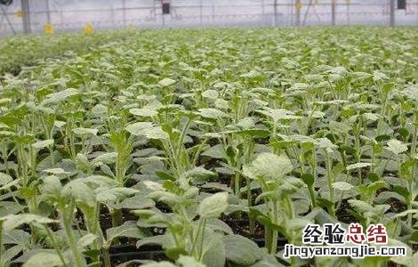 甜瓜的育苗技术 甜瓜的育苗技术有哪些