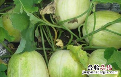 甜瓜生长对环境条件的要求 甜瓜适宜的生长环境
