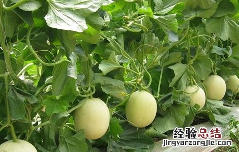 甜瓜生长对环境条件的要求 甜瓜适宜的生长环境