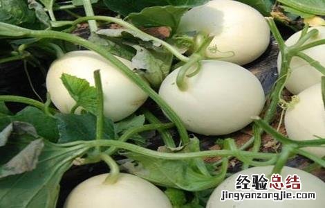 甜瓜生长对环境条件的要求 甜瓜适宜的生长环境