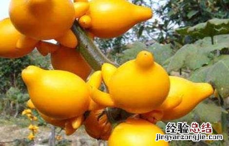 黄金果的栽培技术和视频 黄金果的栽培技术