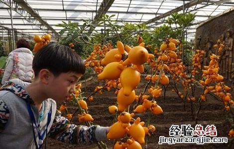 黄金果的栽培技术和视频 黄金果的栽培技术