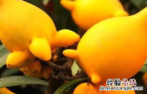 黄金果的栽培技术和视频 黄金果的栽培技术