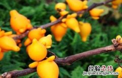 黄金果的栽培技术和视频 黄金果的栽培技术