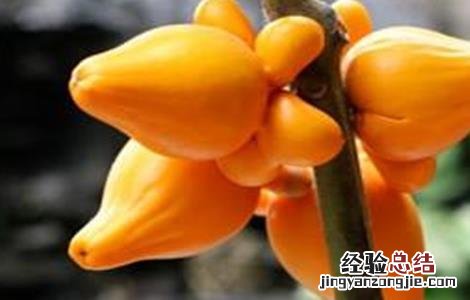 黄金果的栽培技术和视频 黄金果的栽培技术