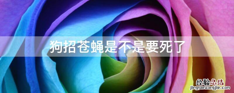 狗招苍蝇是不是要死了 狗生病招苍蝇是不是要死了