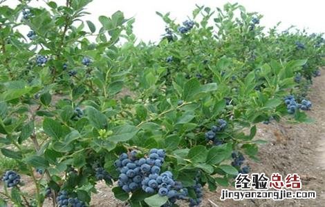 蓝莓扦插繁殖技术 蓝莓扦插繁殖技术要点