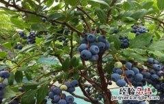蓝莓种植方法和注意事项 蓝莓种植的注意事项