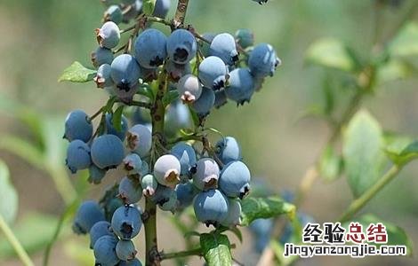 蓝莓种植方法和注意事项 蓝莓种植的注意事项