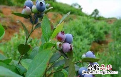蓝莓种植方法和注意事项 蓝莓种植的注意事项