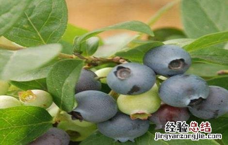 蓝莓种植方法和注意事项 蓝莓种植的注意事项