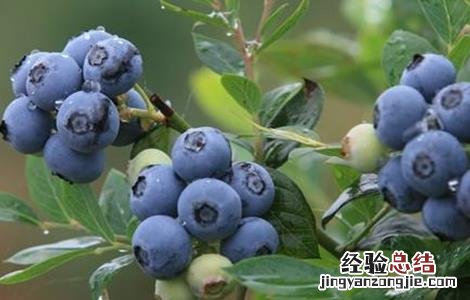 蓝莓种植方法和注意事项 蓝莓种植的注意事项