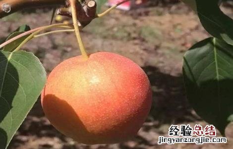 南果梨的生长环境 南果梨的生长环境要求