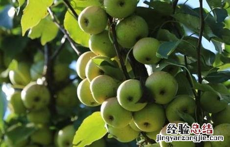 南果梨的生长环境 南果梨的生长环境要求