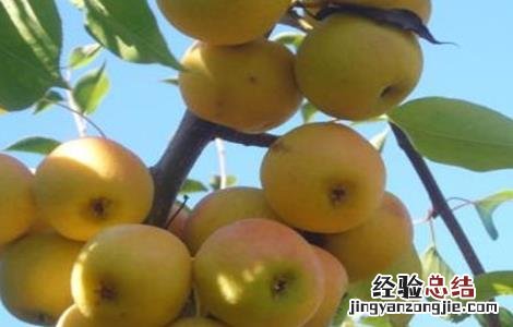 南果梨的生长环境 南果梨的生长环境要求
