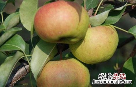 南果梨的生长环境 南果梨的生长环境要求