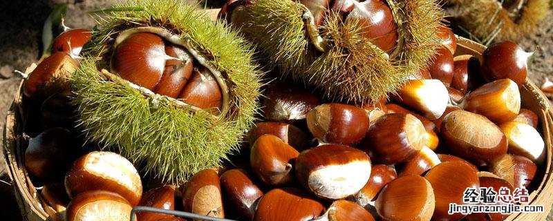板栗苦是怎么回事 板栗发苦是怎么回事