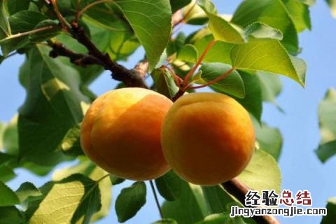 杏树种植在什么地方好 杏树应该如何种植