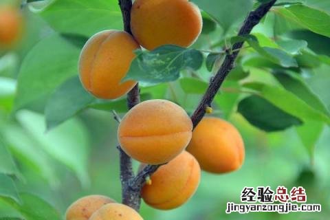杏树种植在什么地方好 杏树应该如何种植