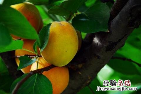 杏树种植在什么地方好 杏树应该如何种植