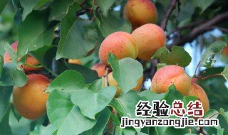 杏子树怎么育苗 杏子树育苗为什么不能重茬