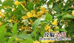 桂花的花语是什么 红色桂花的花语是什么