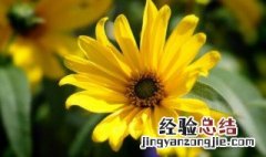 波斯菊怎么种 波斯菊怎么种?