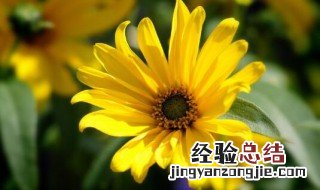 波斯菊怎么种 波斯菊怎么种?
