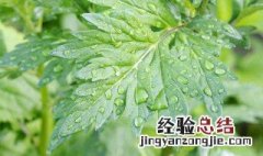 艾叶的副作用与禁忌经常闻艾叶会中毒吗 艾叶的副作用与禁忌