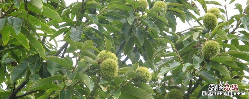 板栗种子如何调制 板栗播种子的方法