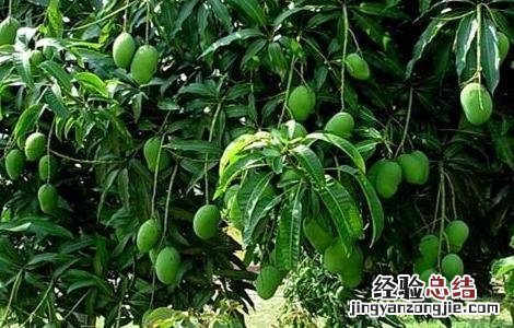 芒果保花保果的方法 芒果怎样保花