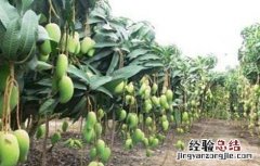 芒果保花保果的方法 芒果怎样保花