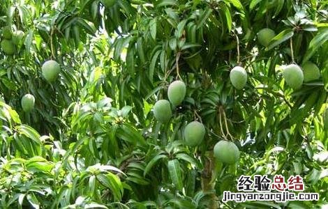 芒果保花保果的方法 芒果怎样保花