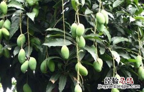 芒果保花保果的方法 芒果怎样保花