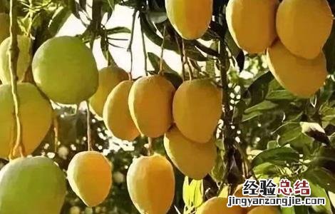 芒果保花保果的方法 芒果怎样保花