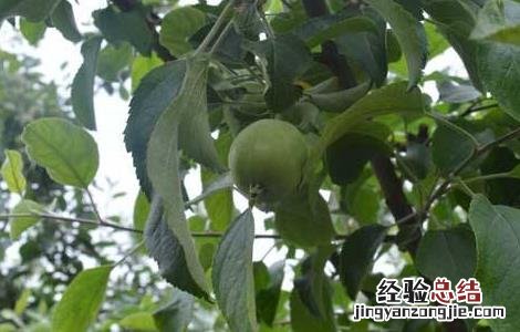 苹果树管理技术指导 苹果树管理技术