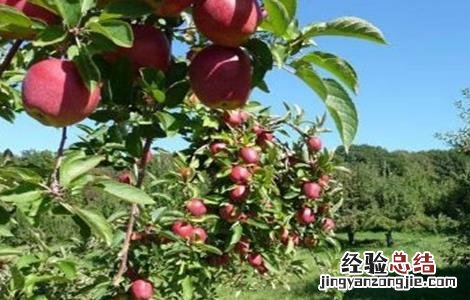 苹果树管理技术指导 苹果树管理技术