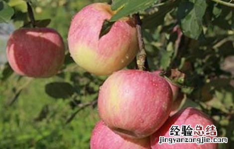 苹果树管理技术指导 苹果树管理技术