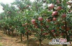 苹果树管理技术指导 苹果树管理技术