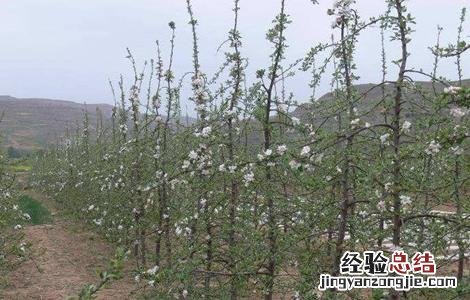 苹果树管理技术指导 苹果树管理技术