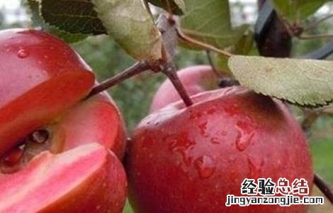 红肉苹果的栽培技术和管理 红肉苹果的栽培技术