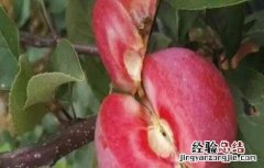 红肉苹果的栽培技术和管理 红肉苹果的栽培技术
