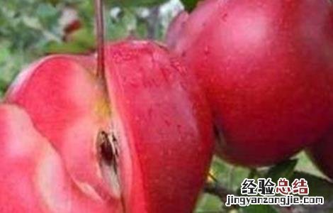 红肉苹果的栽培技术和管理 红肉苹果的栽培技术