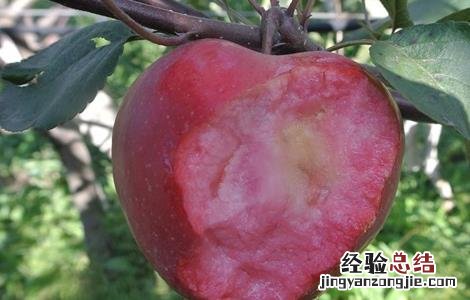 红肉苹果的栽培技术和管理 红肉苹果的栽培技术
