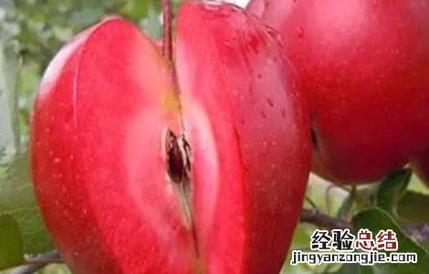 红肉苹果的栽培技术和管理 红肉苹果的栽培技术
