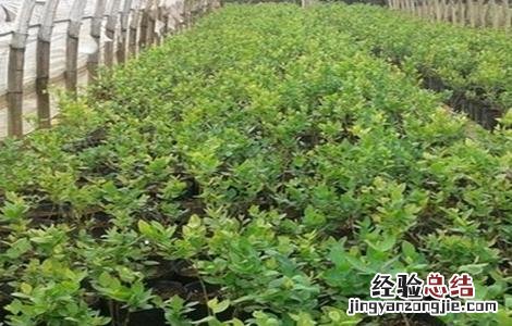蓝莓育苗主要方法 蓝莓的育苗方法