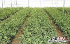 蓝莓育苗主要方法 蓝莓的育苗方法