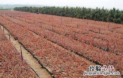 蓝莓育苗主要方法 蓝莓的育苗方法